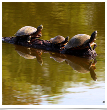 Turtles - Sunning Turtles - Sunning